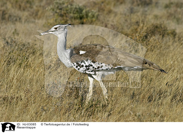 Riesentrappe / kori bustard / HJ-03085