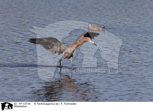 Rtelreiher / reddish egret / FF-13739