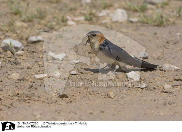 stehende Rtelschwalbe / standing red-rumped Swallow / THA-07200