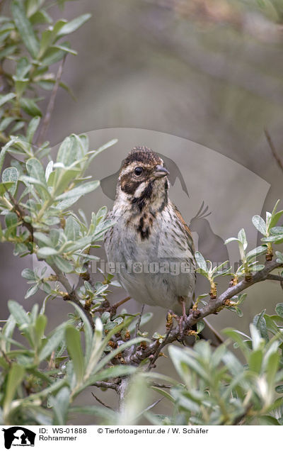 Rohrammer / Reed Bunting / WS-01888