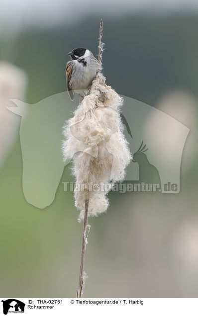 Rohrammer / common reed bunting / THA-02751