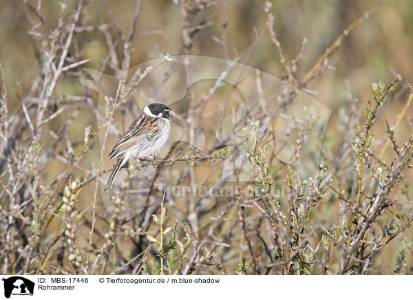Rohrammer / reed bunting / MBS-17446