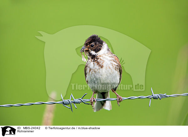 Rohrammer / Eurasian reed bunting / MBS-24042