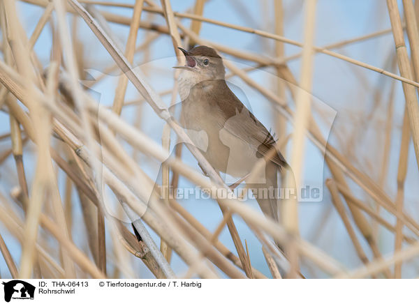 Rohrschwirl / Savi's warbler / THA-06413