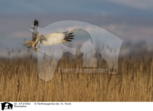 Rohrweihe / Eurasian marsh harrier / AT-01902