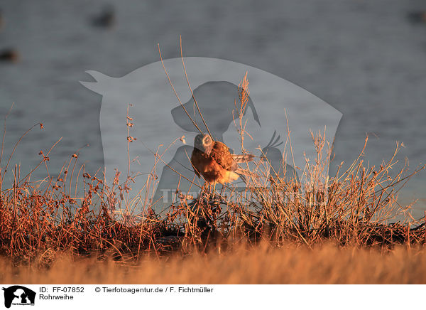 Rohrweihe / Eurasian marsh harrier / FF-07852