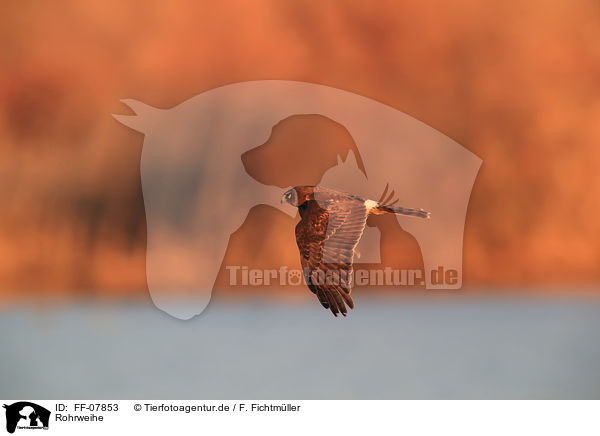 Rohrweihe / Eurasian marsh harrier / FF-07853