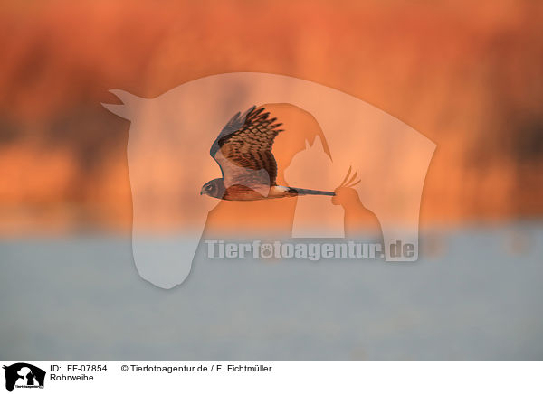 Rohrweihe / Eurasian marsh harrier / FF-07854