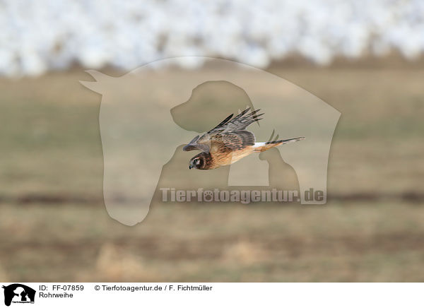 Rohrweihe / Eurasian marsh harrier / FF-07859