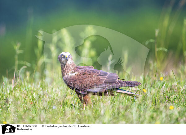 Rohrweihe / Eurasian marsh harrier / FH-02388