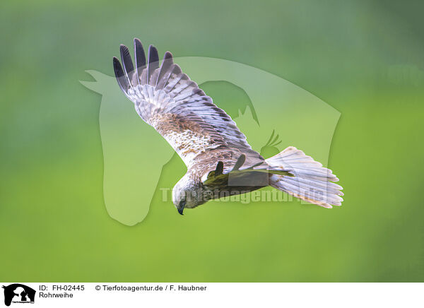 Rohrweihe / Eurasian  marsh harrier / FH-02445