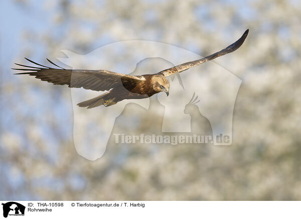 Rohrweihe / Eurasian marsh harrier / THA-10598