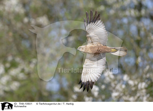 Rohrweihe / Eurasian marsh harrier / THA-10601