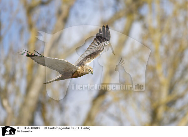 Rohrweihe / Eurasian marsh harrier / THA-10603