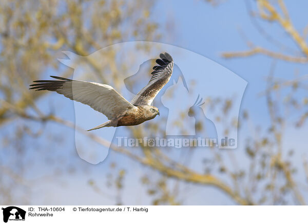 Rohrweihe / Eurasian marsh harrier / THA-10604