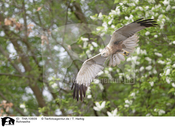 Rohrweihe / Eurasian marsh harrier / THA-10609