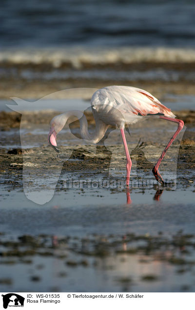 Rosa Flamingo / flamingo / WS-01535