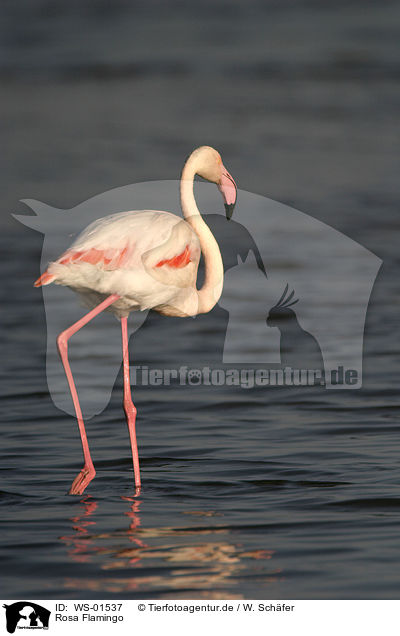 Rosa Flamingo / flamingo / WS-01537