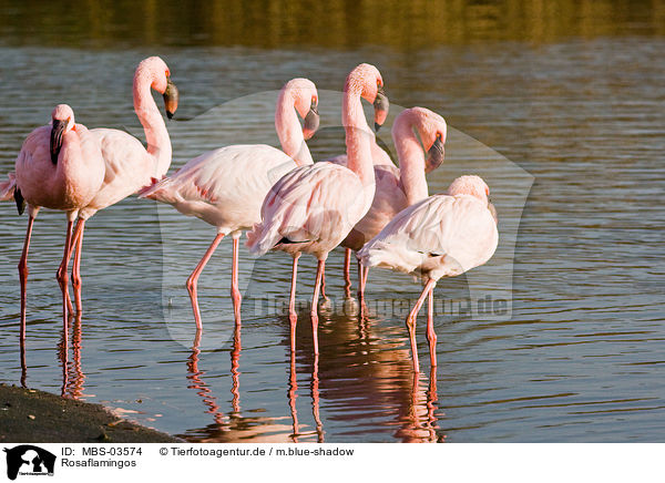 Rosaflamingos / greater flamingos / MBS-03574