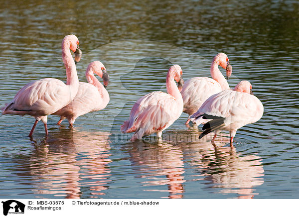 Rosaflamingos / greater flamingos / MBS-03575