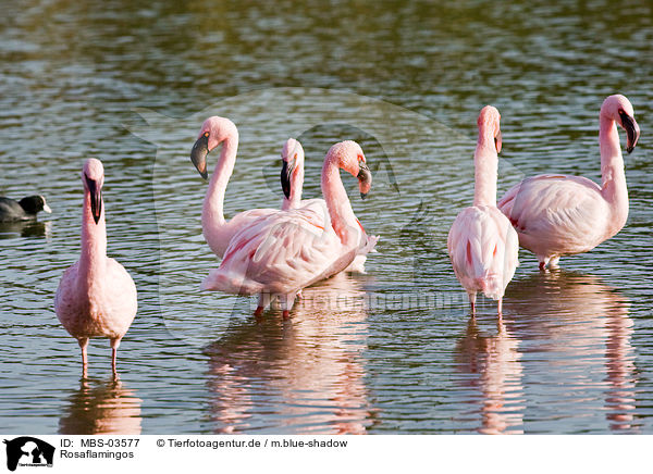Rosaflamingos / greater flamingos / MBS-03577