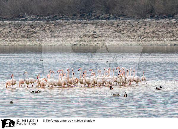 Rosaflamingos / greater flamingos / MBS-23748