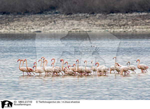 Rosaflamingos / greater flamingos / MBS-23749