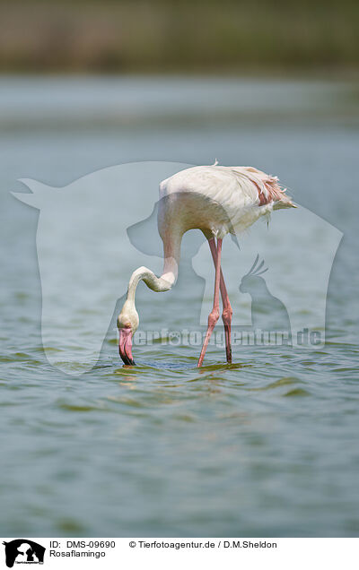 Rosaflamingo / greater flamingo / DMS-09690