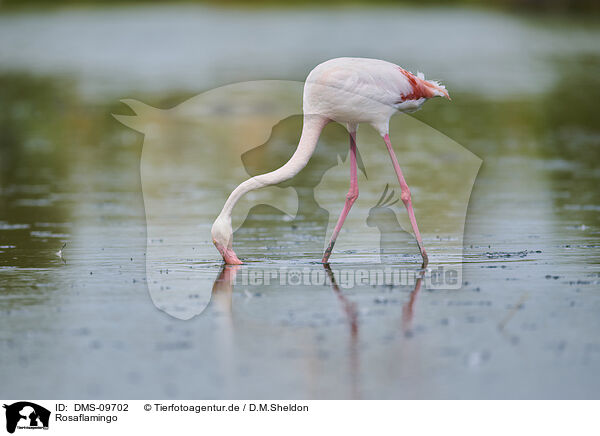 Rosaflamingo / greater flamingo / DMS-09702