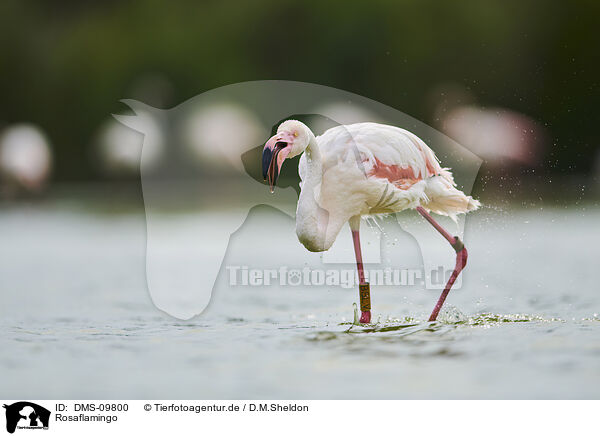 Rosaflamingo / greater flamingo / DMS-09800