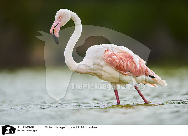Rosaflamingo / greater flamingo / DMS-09805