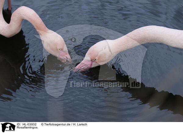 Rosaflamingos / greater flamingos / HL-03932