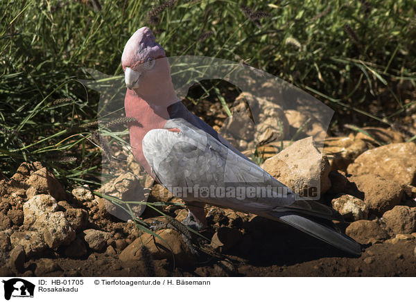 Rosakakadu / roseate cockatoo / HB-01705