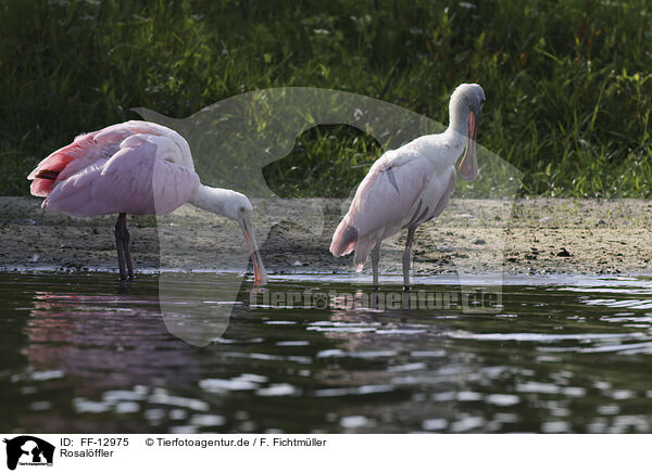 Rosalffler / roseate spoonbill / FF-12975