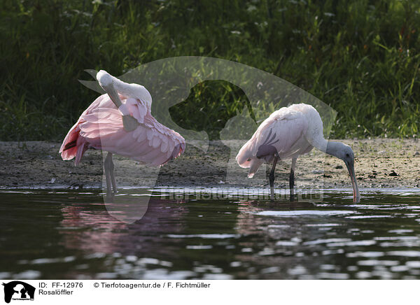 Rosalffler / roseate spoonbill / FF-12976