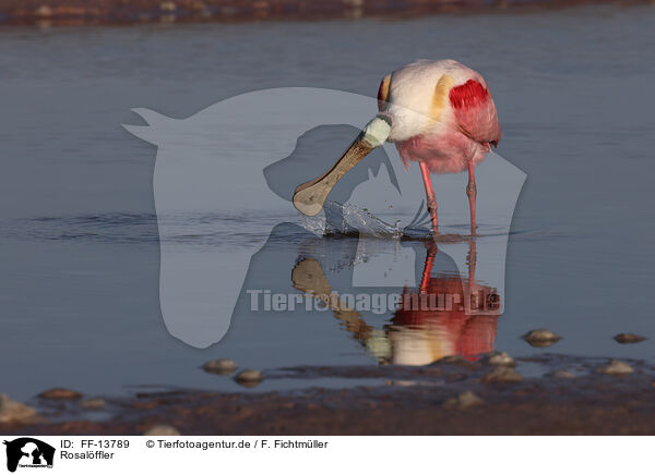 Rosalffler / Roseate Spoonbill / FF-13789