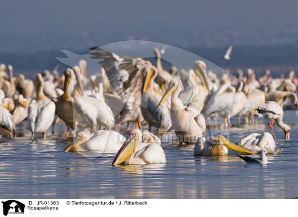 Rosapelikane / great white pelicans / JR-01363