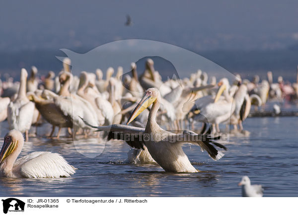 Rosapelikane / great white pelicans / JR-01365