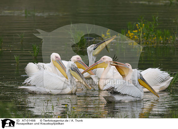 Rosapelikan und Krauskopfpelikan / great white pelican and dalmatian pelican / AT-01488