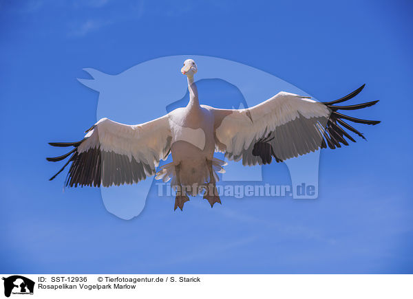 Rosapelikan Vogelpark Marlow / great white pelican Bird Park Marlow / SST-12936
