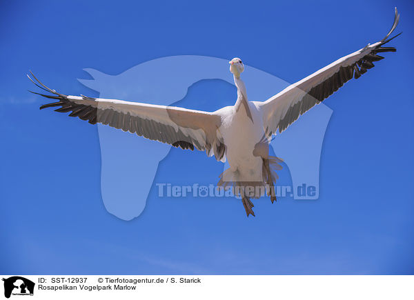 Rosapelikan Vogelpark Marlow / great white pelican Bird Park Marlow / SST-12937