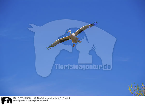 Rosapelikan Vogelpark Marlow / great white pelican Bird Park Marlow / SST-12938