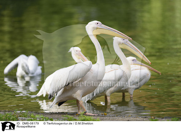 Rosapelikane / rosy pelicans / DMS-08179