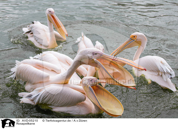 Rosapelikane / rosy pelicans / AVD-05210
