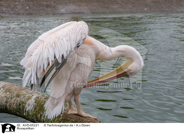 Rosapelikan / rosy pelican / AVD-05221