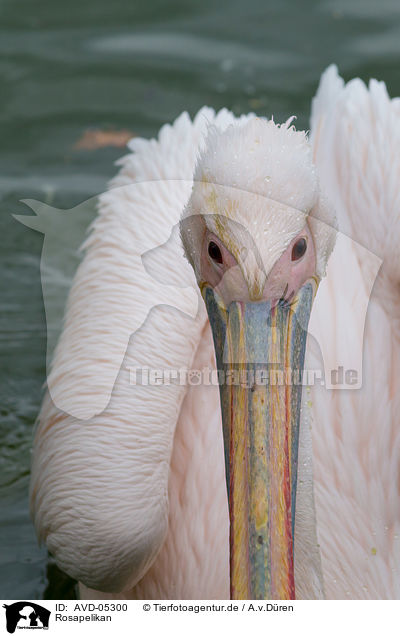 Rosapelikan / rosy pelican / AVD-05300