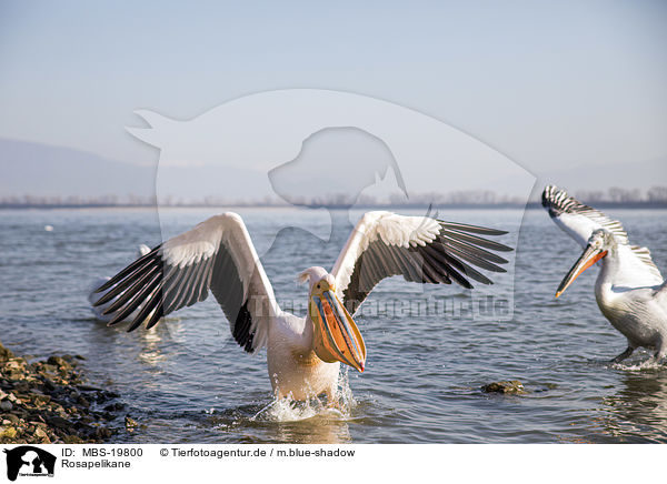 Rosapelikane / Great White Pelicans / MBS-19800