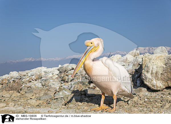 stehender Rosapelikan / standing Great White Pelican / MBS-19806