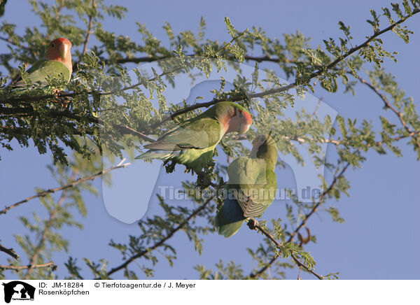 Rosenkpfchen / peach-faced lovebirds / JM-18284