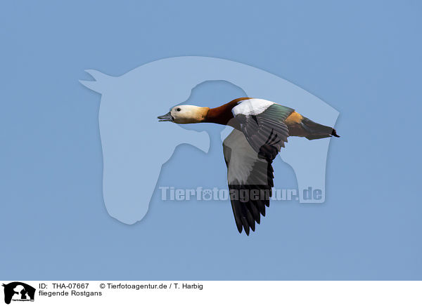 fliegende Rostgans / flying Ruddy Shelduck / THA-07667